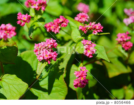 赤蕎麦の花 花言葉：あなたを救う Flowers of red buckwheatsの