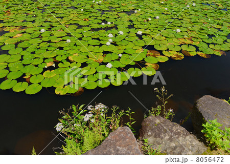 スイレン 8056472