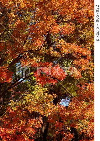 トウカエデの紅葉 トウカエデの紅葉 8057822