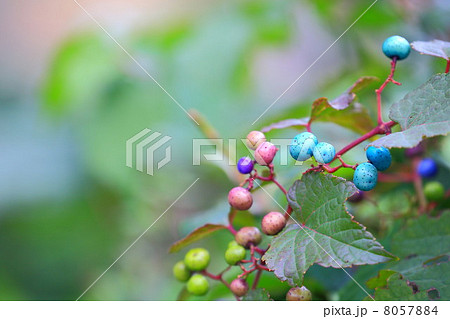 秋を彩るノブドウの実 8057884