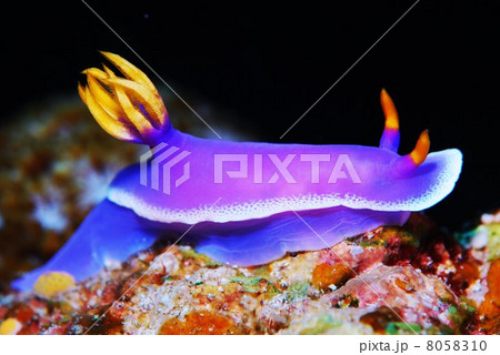 シンデレラウミウシ シンデレラウミウシ 8058310