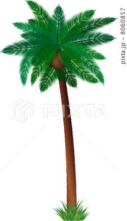 Detailed palm tree 8060857