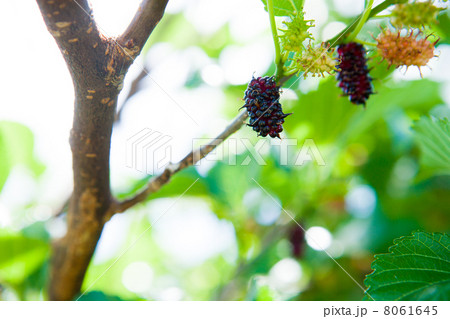 桑の実 8061645