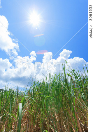 サトウキビ畑と太陽 8061658