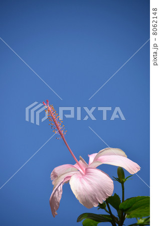 ハイビスカス 8062148