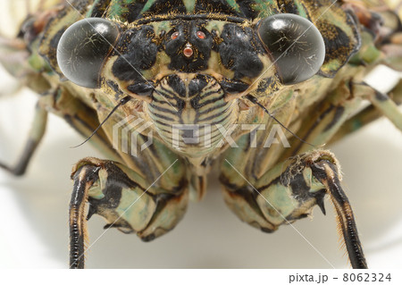 ミンミンゼミ 8062324