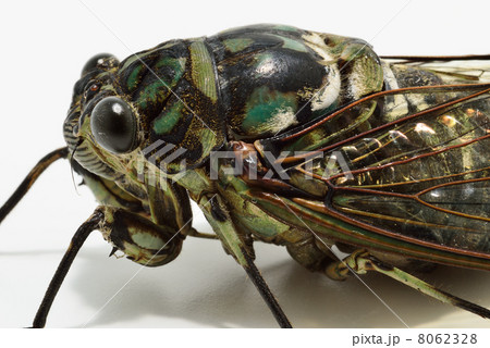 ミンミンゼミ 8062328