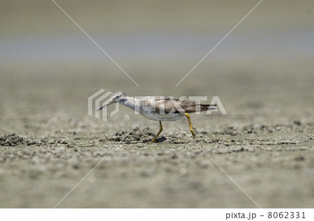 キアシシギ 8062331