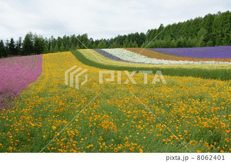 ファーム富田、彩の畑 8062401