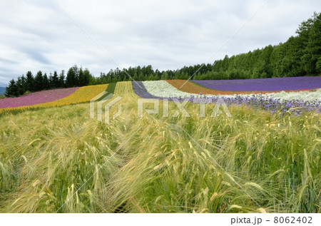 ファーム富田、彩の畑 8062402