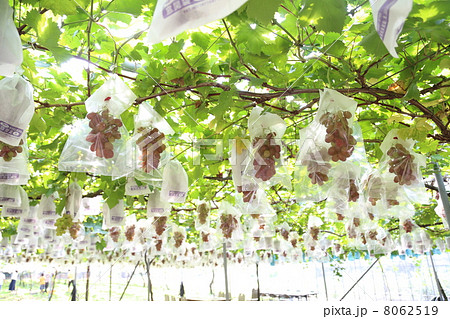 ぶどう畑 8062519