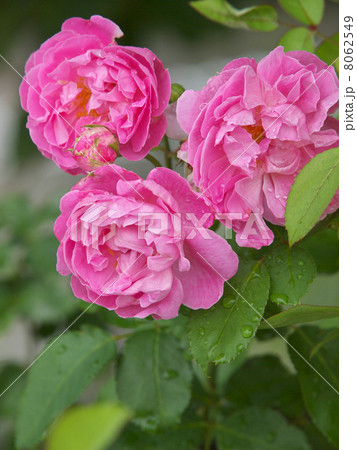 メアリー・ローズ 8062549