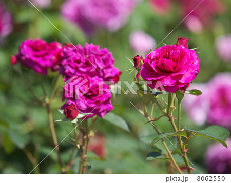 プロスペロー プロスペロー 8062550