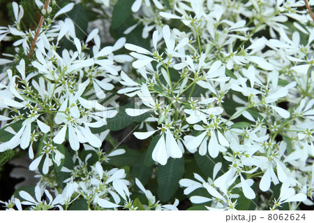 ユーフォルビア・シラユキヒメ 8062624