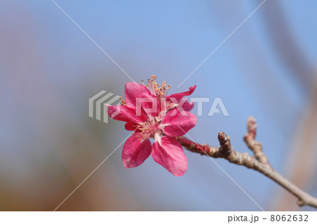 クラブアップル 8062632