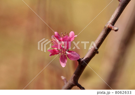 クラブアップル 8062633