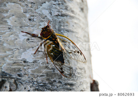 白樺のコエゾゼミ 8062693