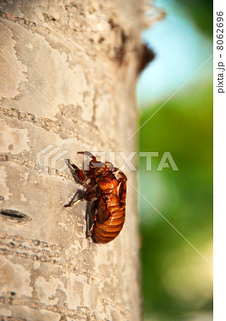 白樺のコエゾゼミの抜け殻 白樺のコエゾゼミの抜け殻 8062696