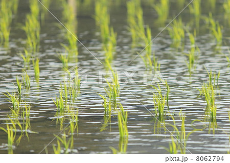 稲の苗 8062794