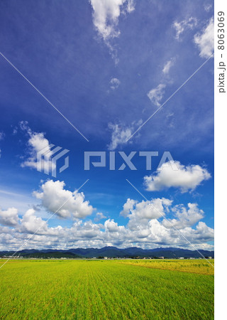 一面の稲穂@坂井 6 一面の稲穂@坂井 6 8063069