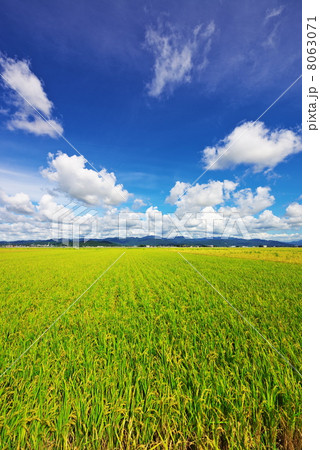 一面の稲穂＠坂井　4 8063071