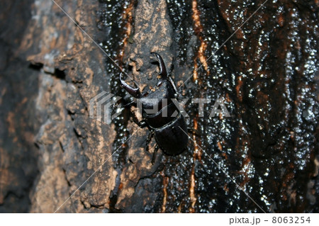 ヒラタクワガタ 8063254