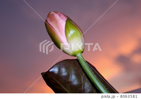 蓮の蕾 8063581