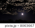 月見桜 8063667
