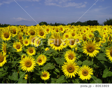 ひまわりの花畑 8063869
