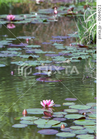 water lily in pond water lily in pond 8064021