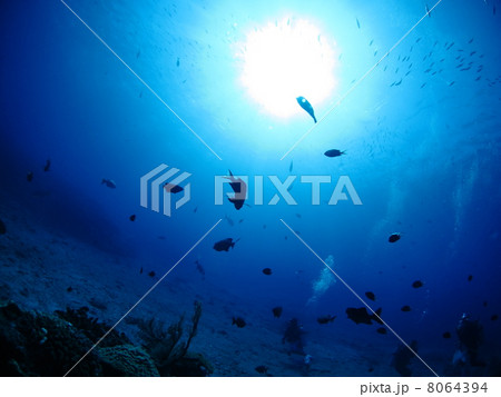 魚群のシルエット 8064394