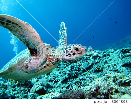 泳ぐウミガメの横顔の写真素材