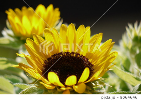 あかちゃんひまわり 8064646