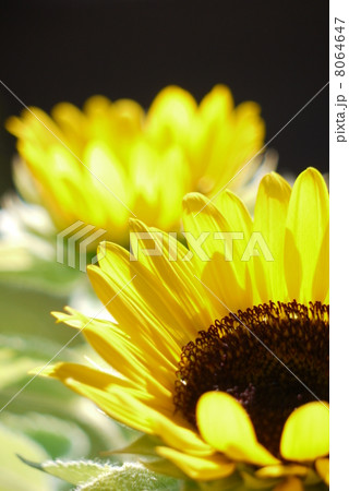 あかちゃんひまわり 8064647