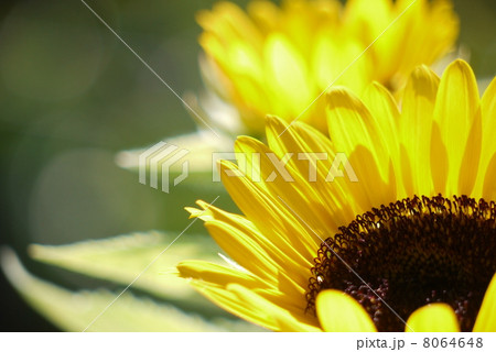 あかちゃんひまわり 8064648
