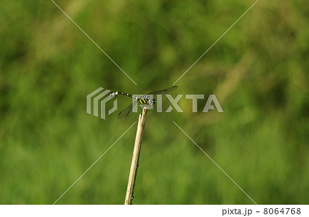 竹の先に止まるウチワヤンマトンボ 8064768