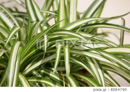 オリヅルラン 8064790