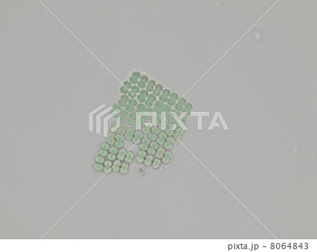 メリスモペディア 8064843