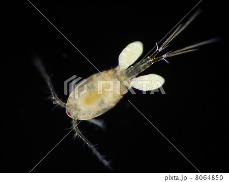 ノコギリケンミジンコ 8064850