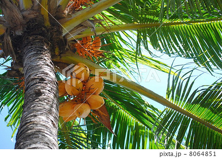 椰子 ヤシの実 ヤシの木 植物 フルーツ 椰子の木 ココヤシ ココナッツ ココナツ 果実 南国の写真素材 [8064851] - PIXTA