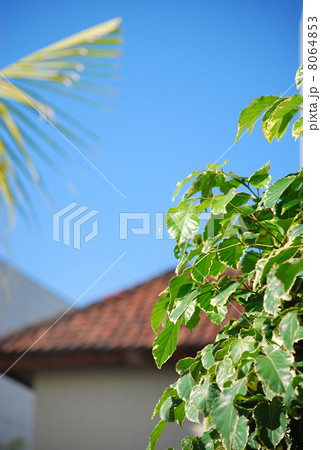 コーヒーの木 斑入りコーヒーの木 植物 新緑 家 住宅 住居 屋根瓦 瓦