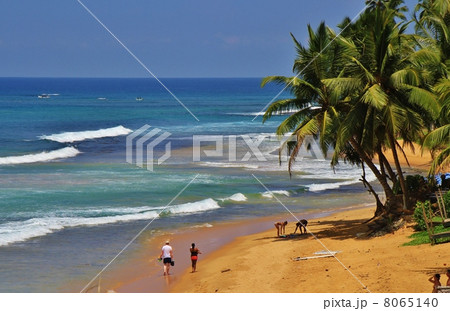 Hikkaduwa, Sri Lanka 8065140