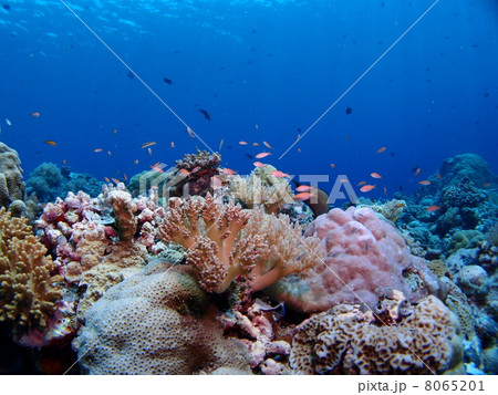 パラオのサンゴ礁と熱帯魚たち 8065201