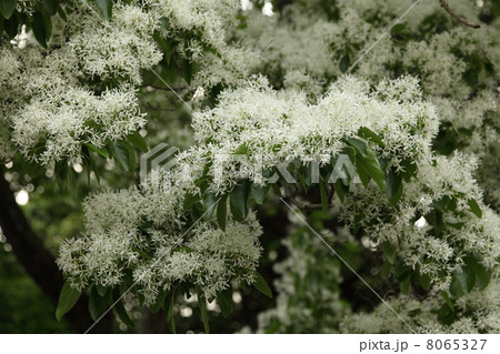 ヒトツバタゴ ヒトツバタゴ 8065327