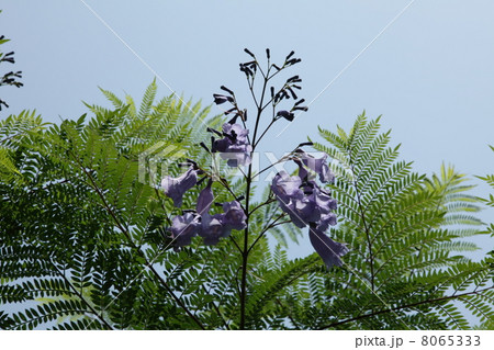 ジャカランダ 8065333