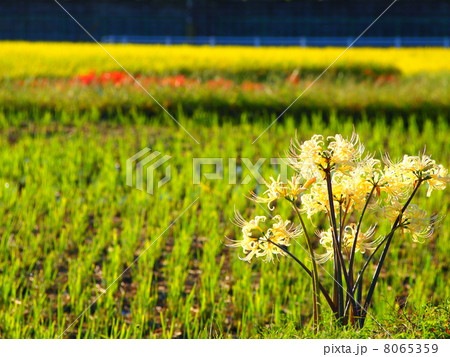 白い彼岸花 8065359