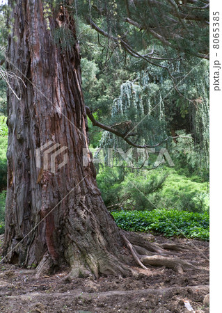 sequoia tree sequoia tree 8065385
