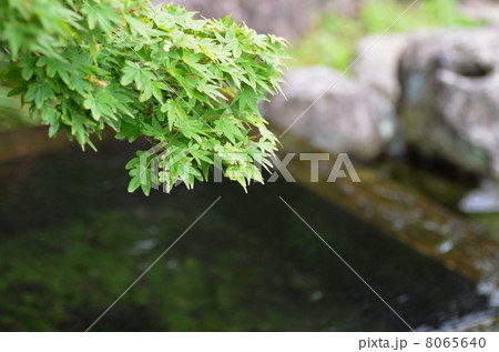 緑のモミジ 8065640