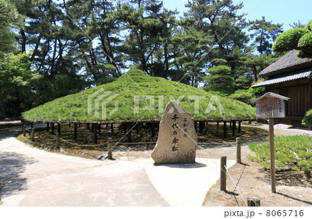 香川県丸亀市「中津万象園」（丸亀藩京極家の回遊式大名庭園）の「大傘松」 8065716
