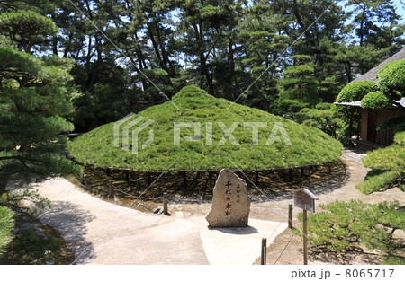 香川県丸亀市「中津万象園」（丸亀藩京極家の回遊式大名庭園）の「大傘松」 8065717